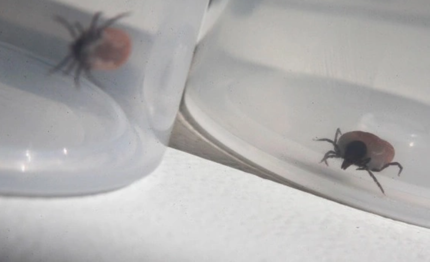 Сергей Ведяшкин / АГН «Москва»  