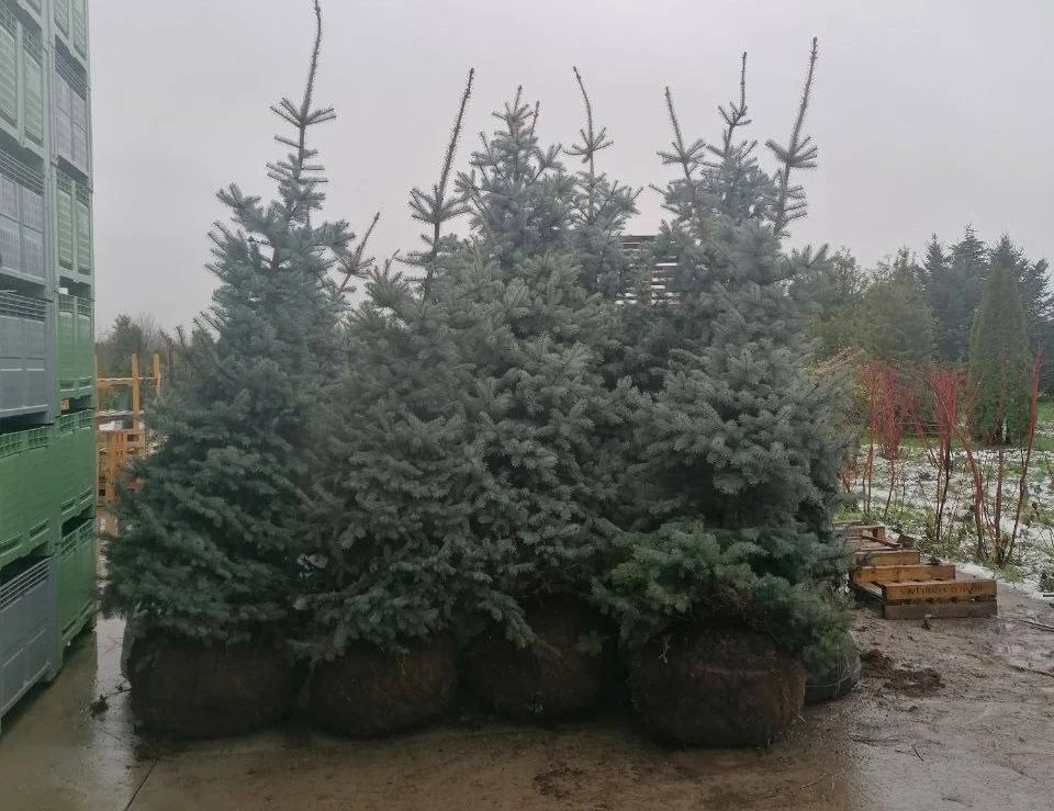 телеграм-канал Елены Дятловой