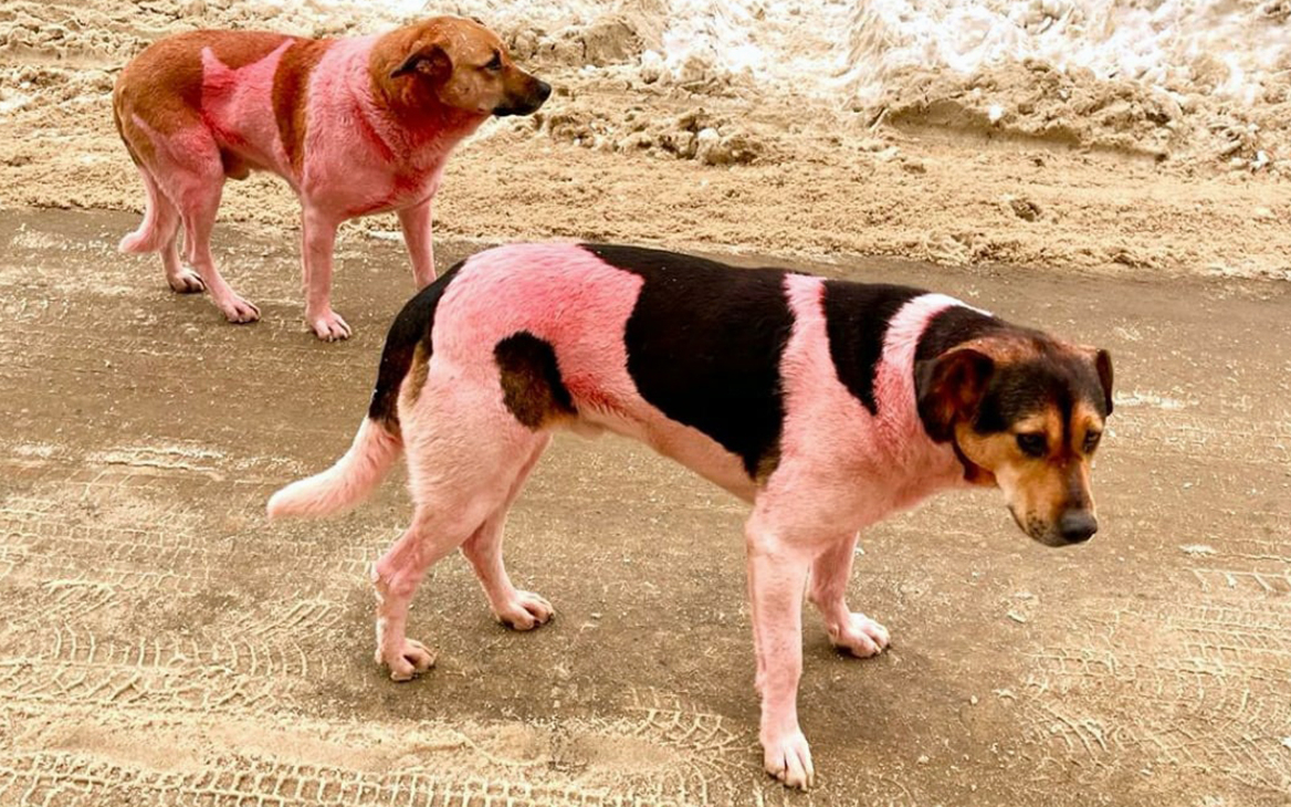В Долгопрудном объяснили появление в городе розовых собак