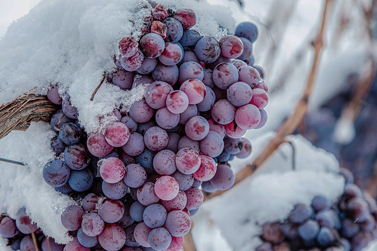Зачем ехать на винодельню в новогодние праздники: десять причин