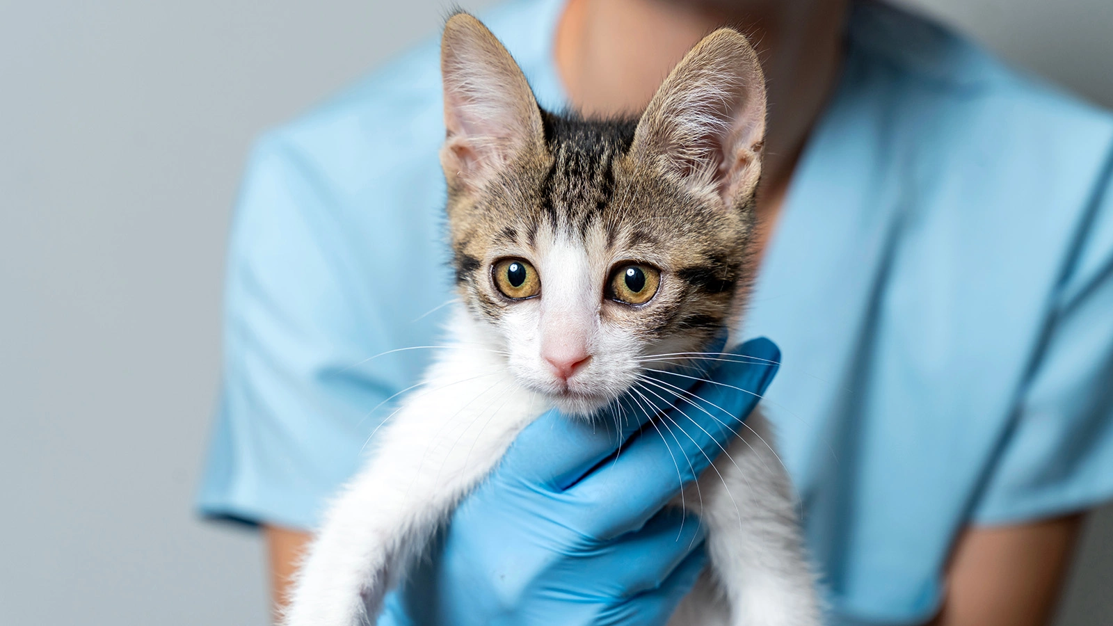 Узнайте, на какие ветеринарные услуги в Москве можно записаться онлайн
