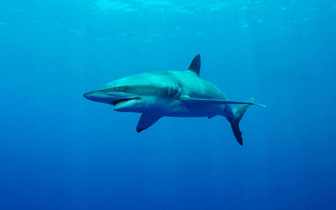 На туристку в Египте напала акула
