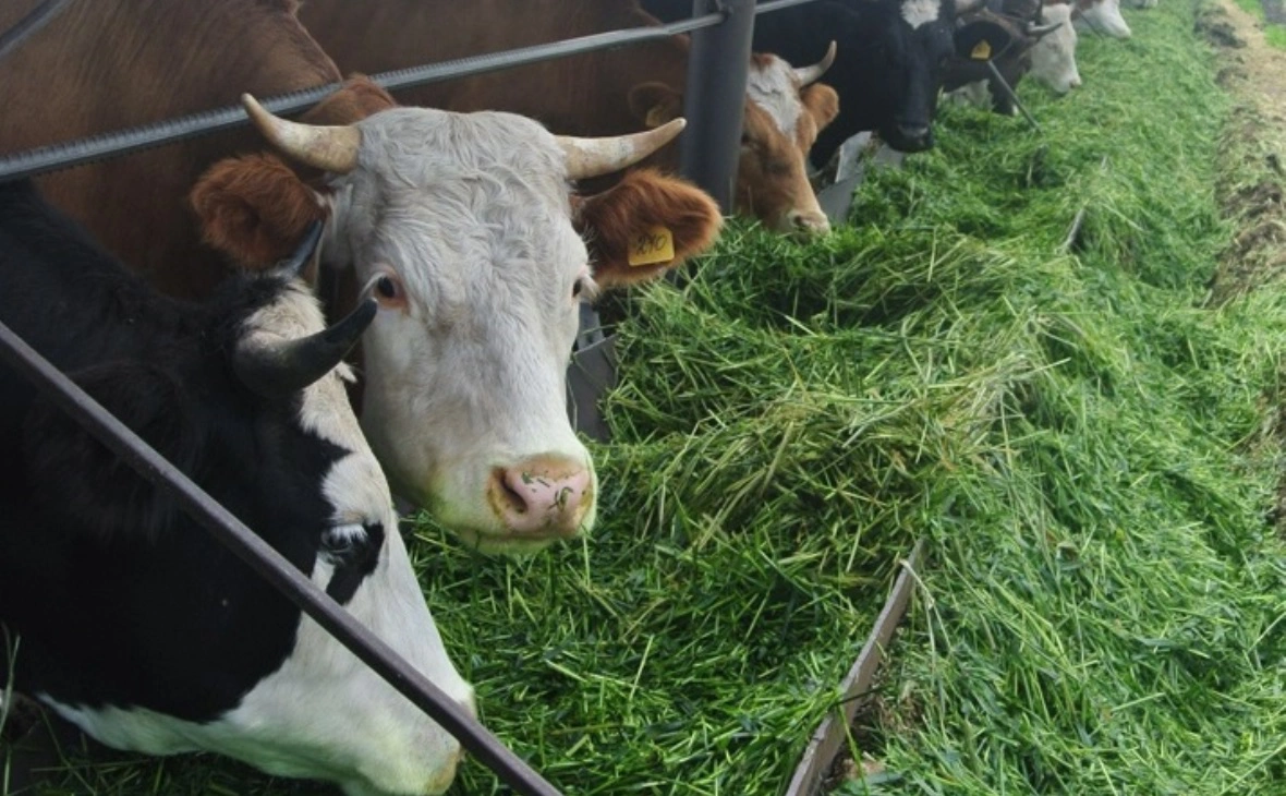 РБК Черноземье