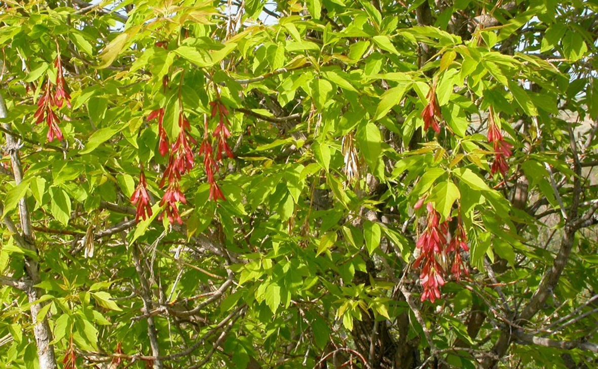 Matt Lavin / Wikipedia