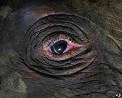 Китайским ветеринарам удалось вылечить слона-наркомана