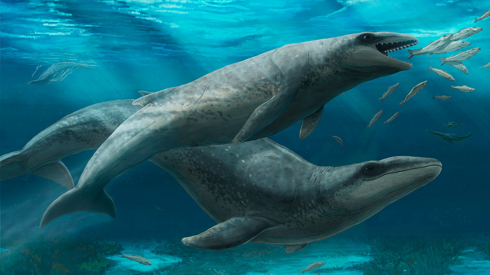 Janjucetus dullardi