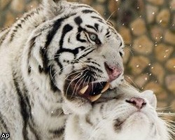 В крупнейшем индийском заповеднике вымерли все тигры 