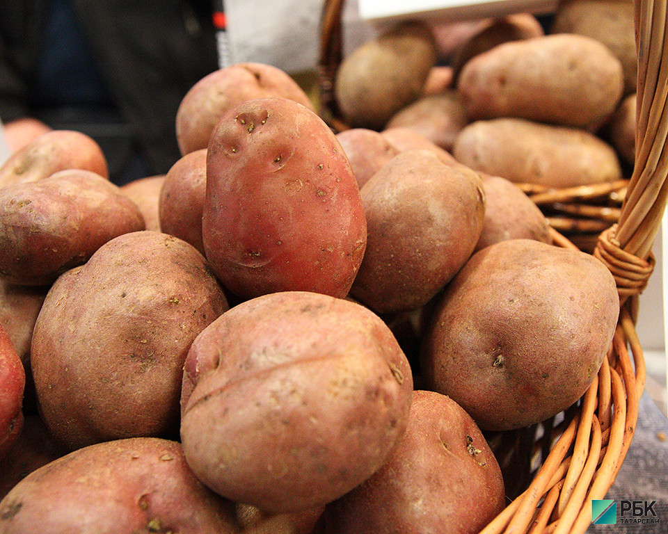 Картофельный вредитель может уничтожить до 80% урожая татарстанцев