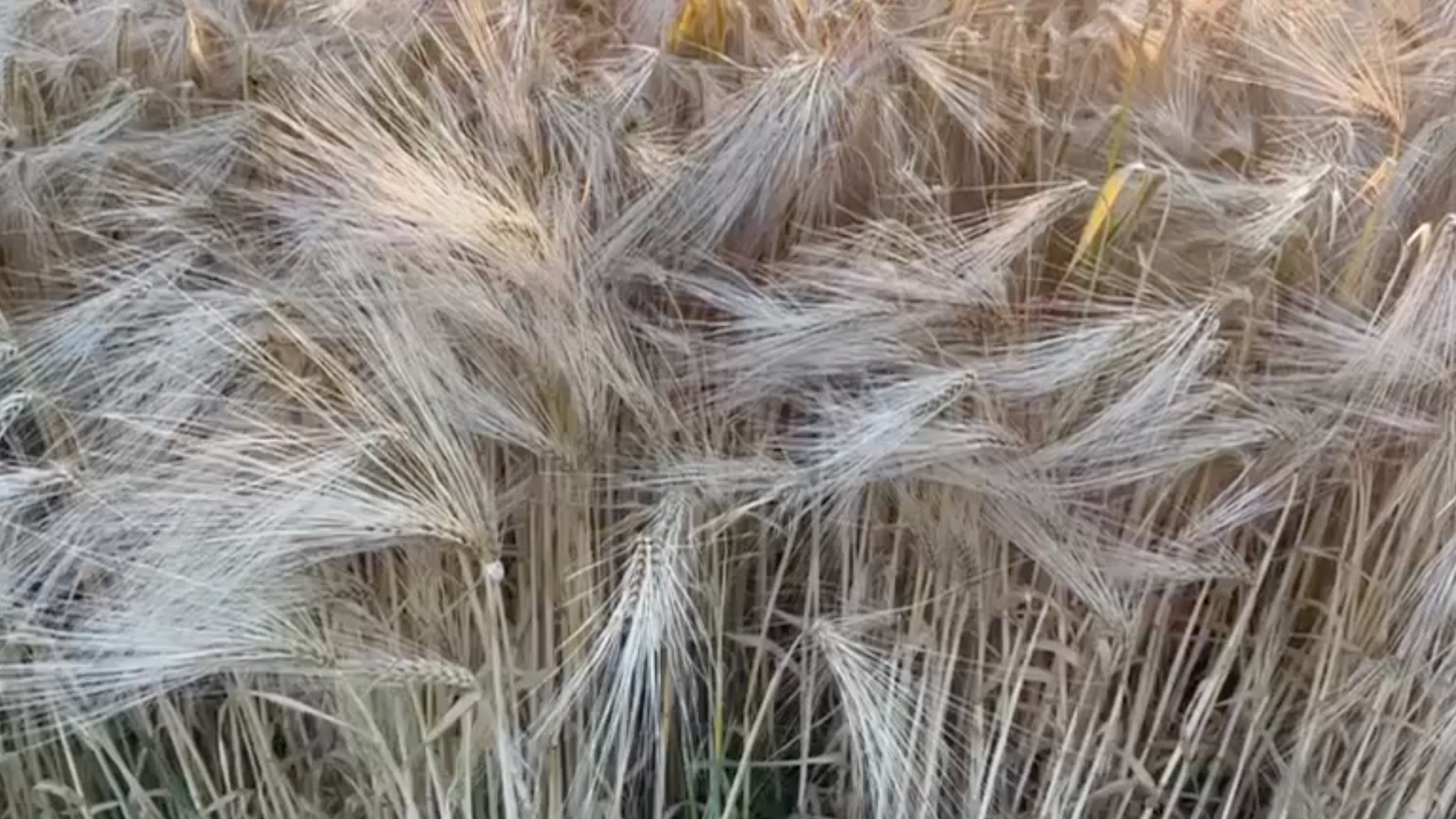 Дерипаска показал поля пшеницы и пообещал, что голода не будет