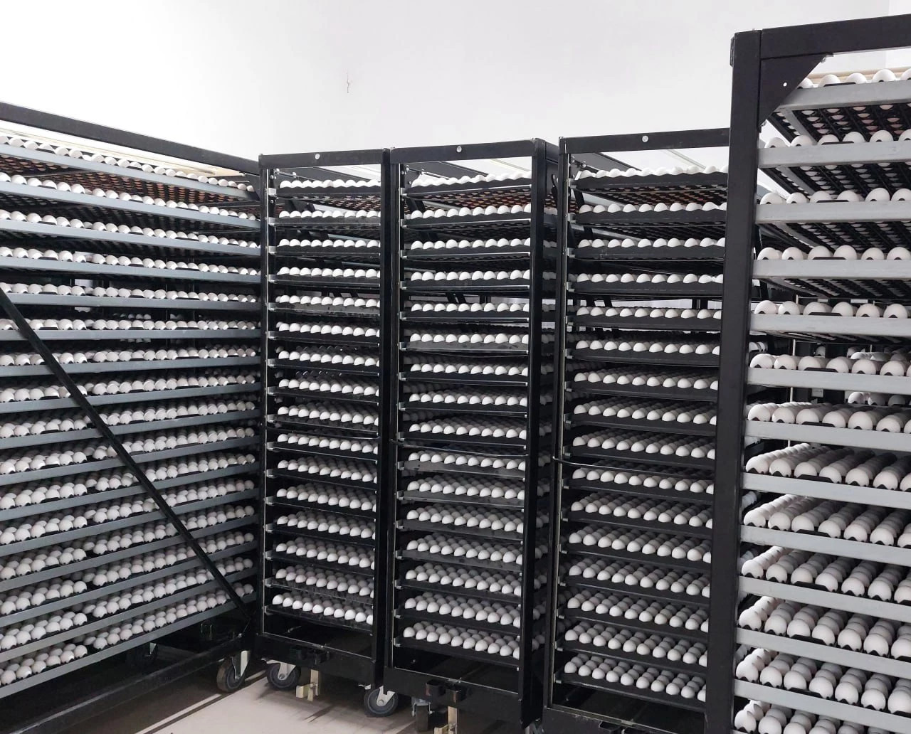 Птицефабрика «Островная»