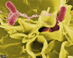 Американские ученые усомнились во вреде бактерий