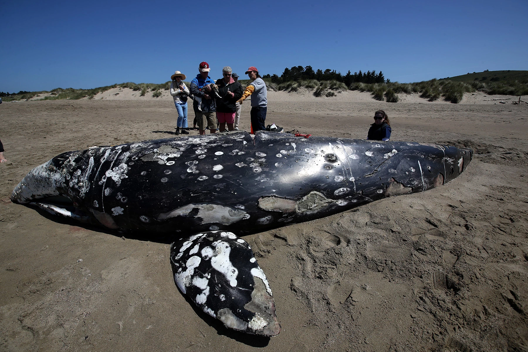 <p>Пляж Лаймантор Бич в Калифорнии. Фото от 25 мая 2019 года, к тому моменту с начала года на тихоокеанском побережье от Калифорнии до Вашингтона были найдены десятки мертвых китов. У многих были признаки истощения</p>