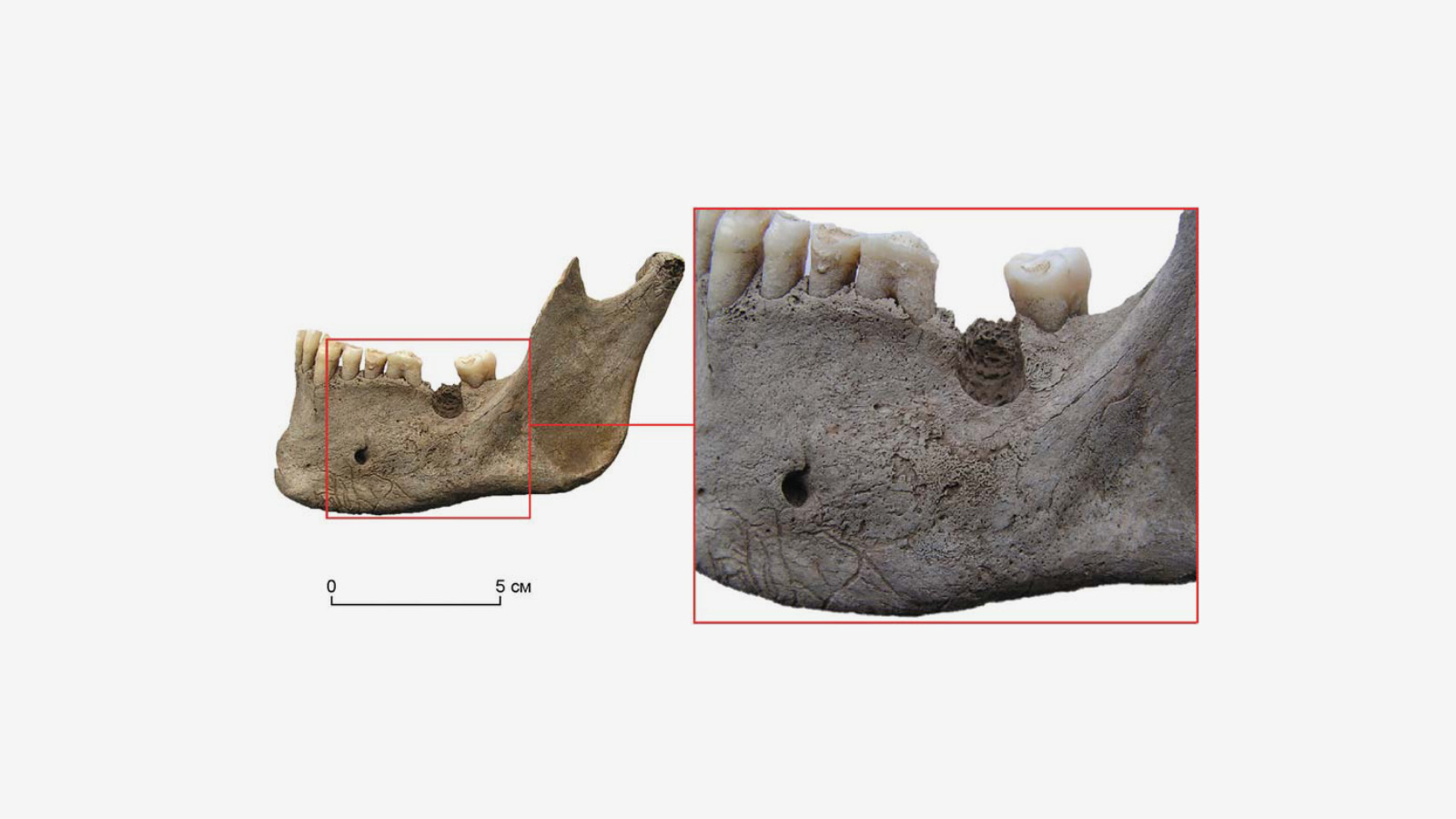 <p>На фото: фрагмент челюсти, найденный археологами&nbsp;в Северо-Минусинской впадине (юг Средней Сибири)</p>