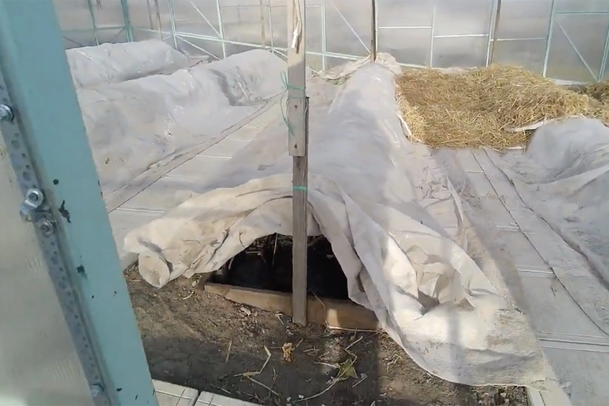 По осени до устойчивых холодов можно оставлять в тоннеле продухи (вентиляционные отверстия), поскольку сухая органика быстро нагревается