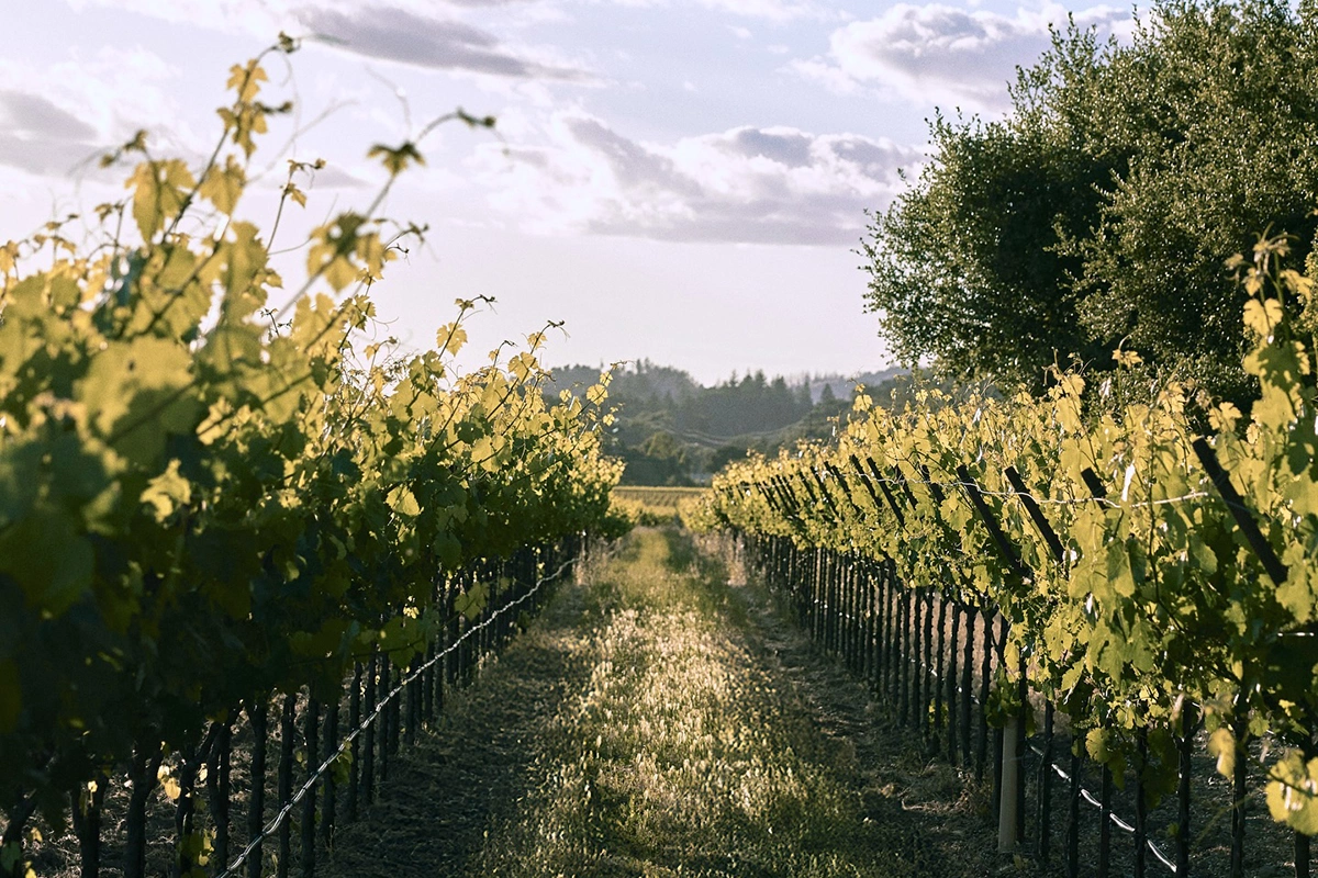 Pernod Ricard продаст винодельню Mumm Napa