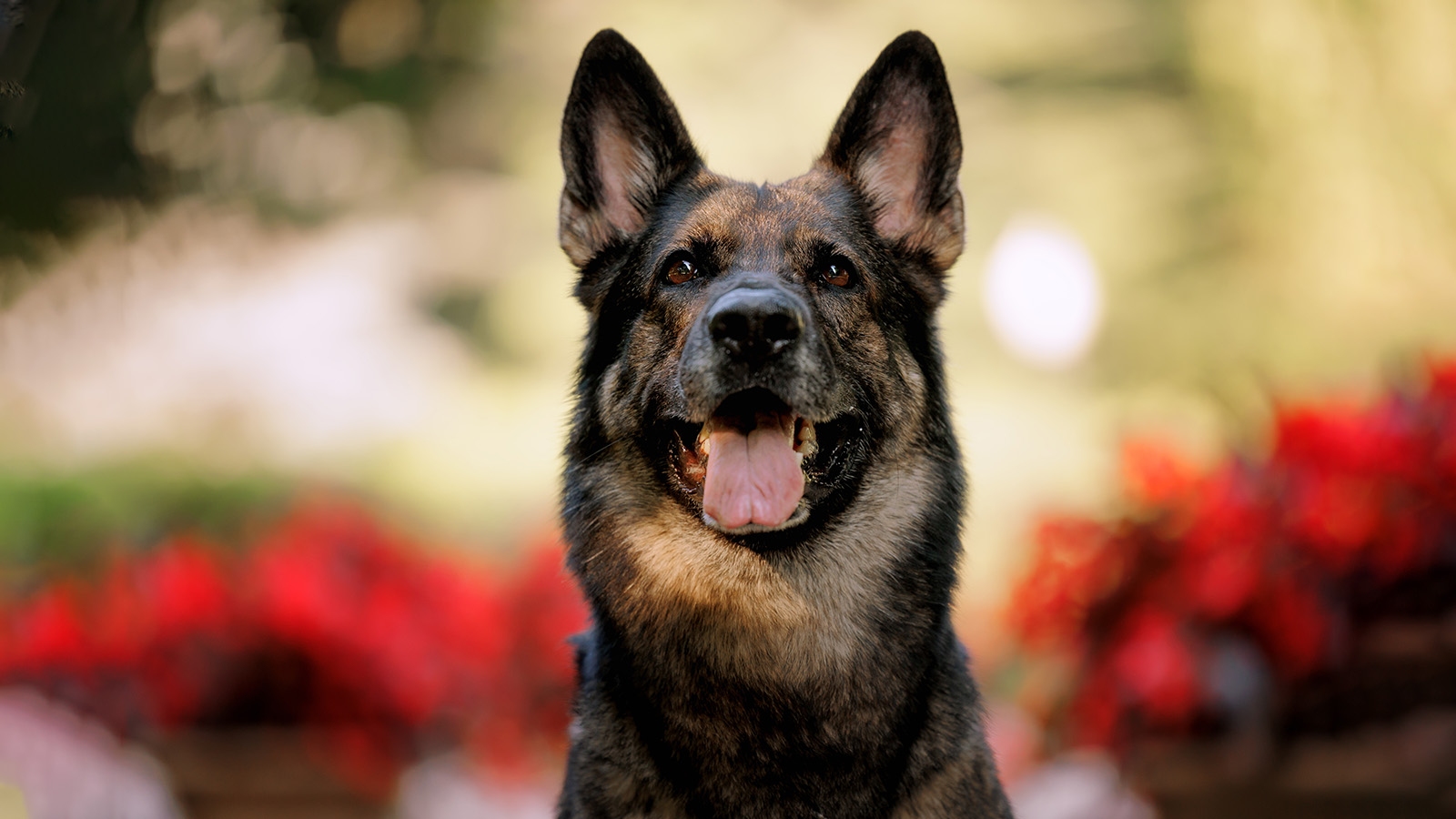 Немецкая овчарка