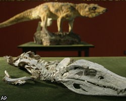  В Бразилии обнаружены останки доисторического крокодила