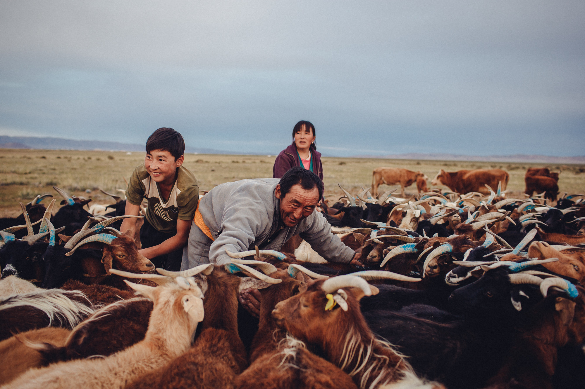 В Монголии развито животноводство. В 2016 году поголовье крупного рогатого скота составило 4 млн голов (0,7 млн в России), овец и коз &mdash; 53,4 млн голов (1,5 млн в России), 3,6 млн лошадей (0,3 млн в России).

При этом из всех зарегистрированных в 2016 году в Монголии преступлений на кражу скота пришлось 3% (более 800 преступлений). Этот показатель сократился за год почти на 32%.
