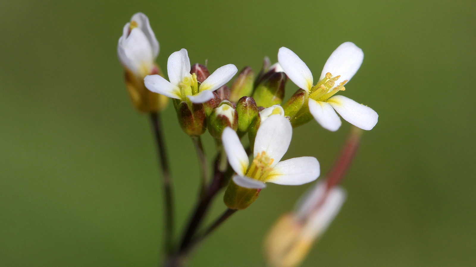 Резуховидка Таля (Arabidopsis thaliana)