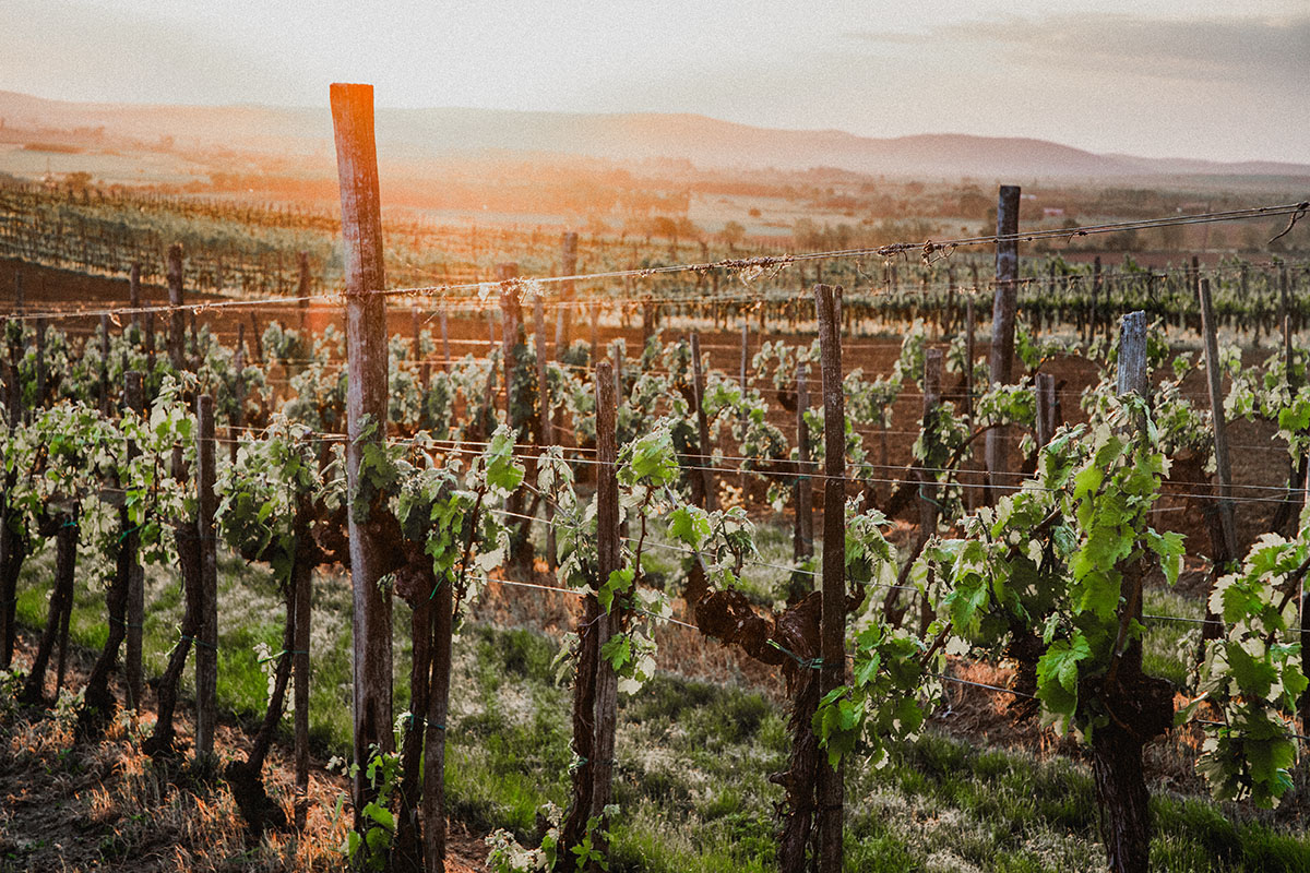 Веронская компания купила винодельню «девушки Бонда» на Пантеллерии