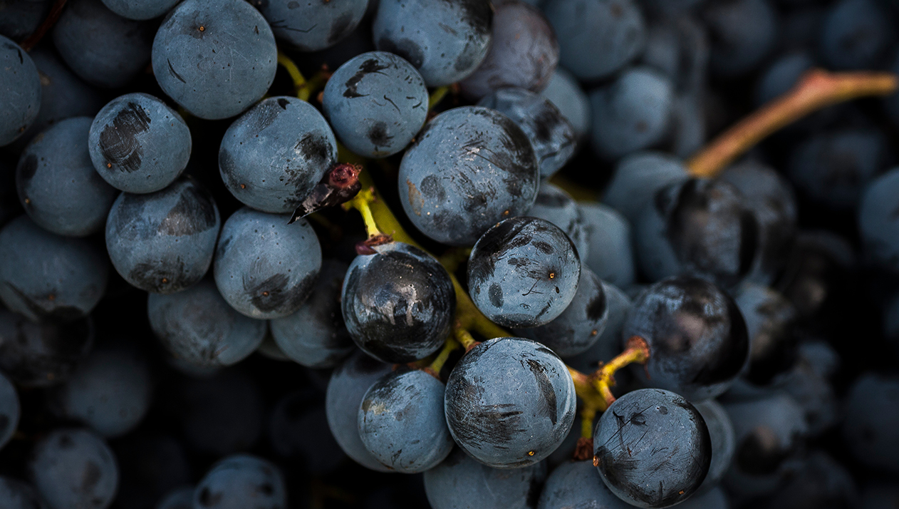 Когда санджовезе станет визитной карточкой Крыма. Рассказывают эксперты