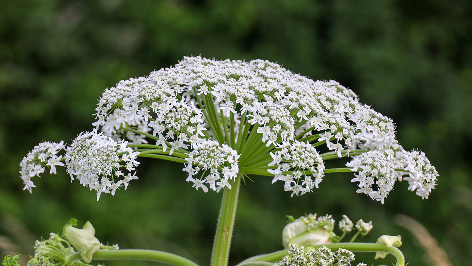Адвокат назвала причины для проверки участка на наличие борщевика