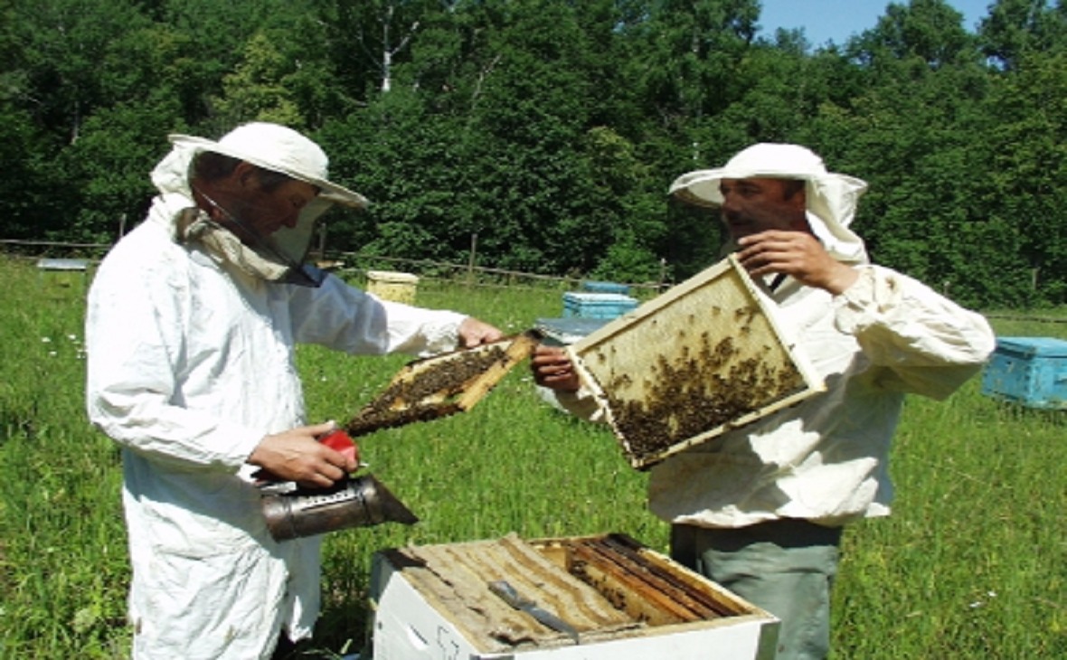 Фото: сайт БНИЦ по пчеловодству