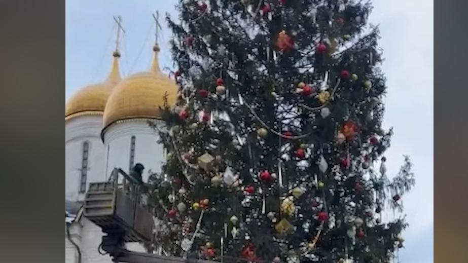 видео кошки и новогодние елки видео | Дзен