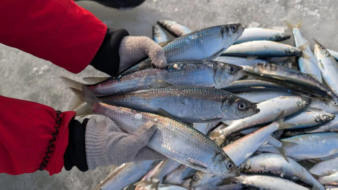 РБК Приморье