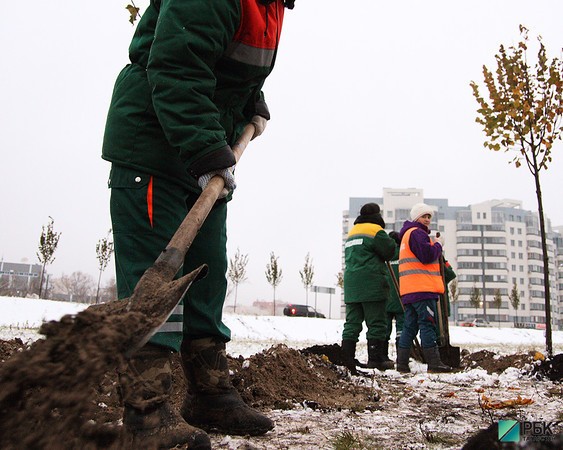 Эффект от высадки в Казани деревьев жители почувствуют через 3-5 лет - экологи