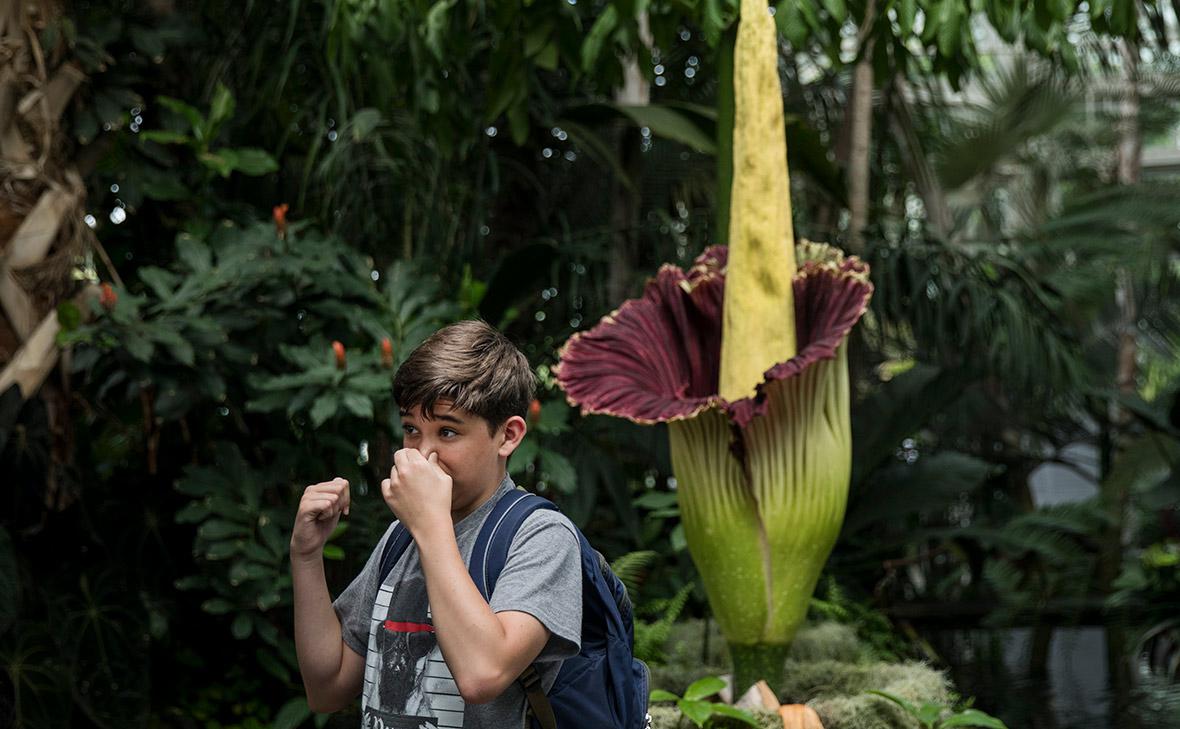 Аморфофаллус&nbsp;титанический