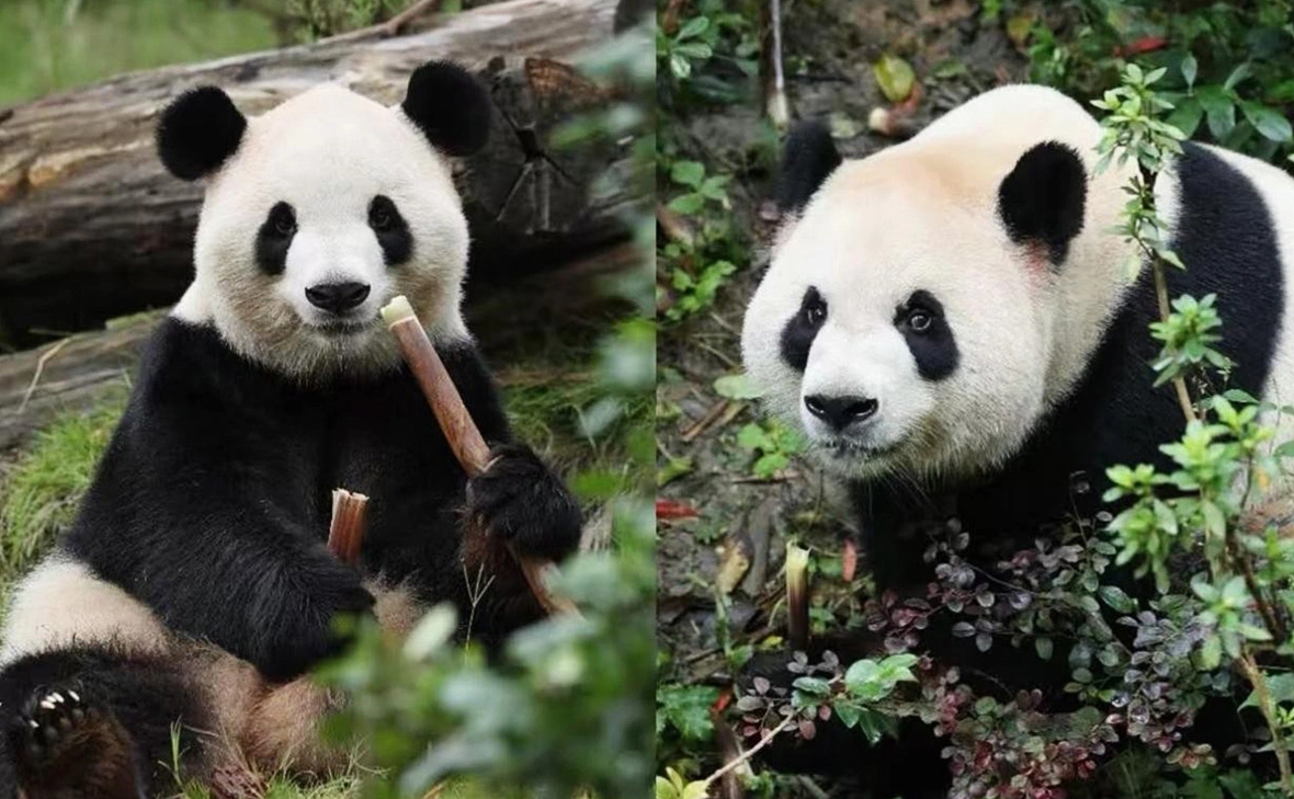 China Wildlife Conservation Association