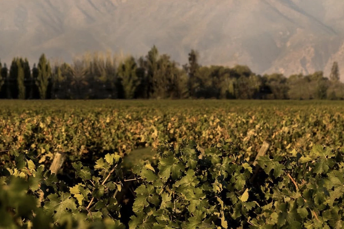 Чилийская винодельня Viña Concha y Toro и и ее бренд Casillero del Diablo представили новое вино Seleccion Red в рамках многолетнего партнерства с национальной сборной Мексики по футболу