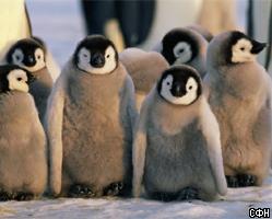 Не храните пингвинов в холодильниках…