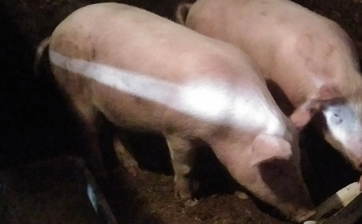 РБК Черноземье