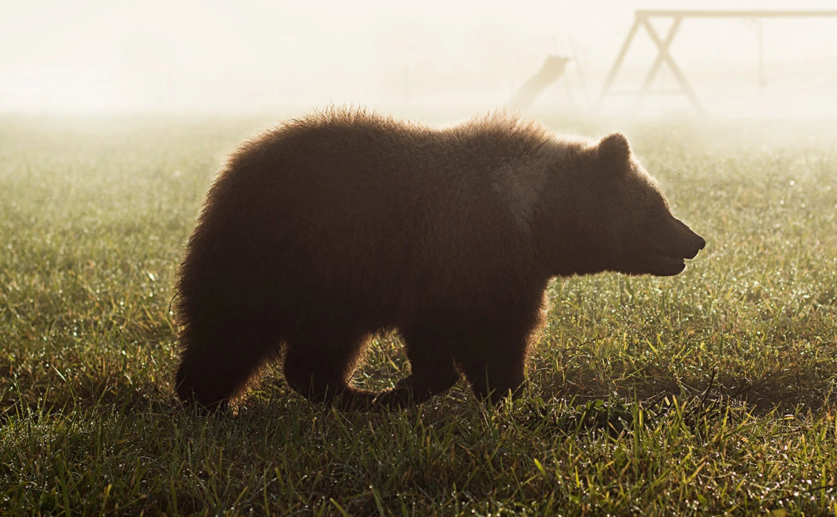 Андрей Иванов / Global Look Press