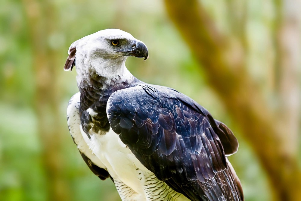 Когда гарпия встревожена, она расправляет длинные темно-серые перья на макушке, складывая их в хохолок
