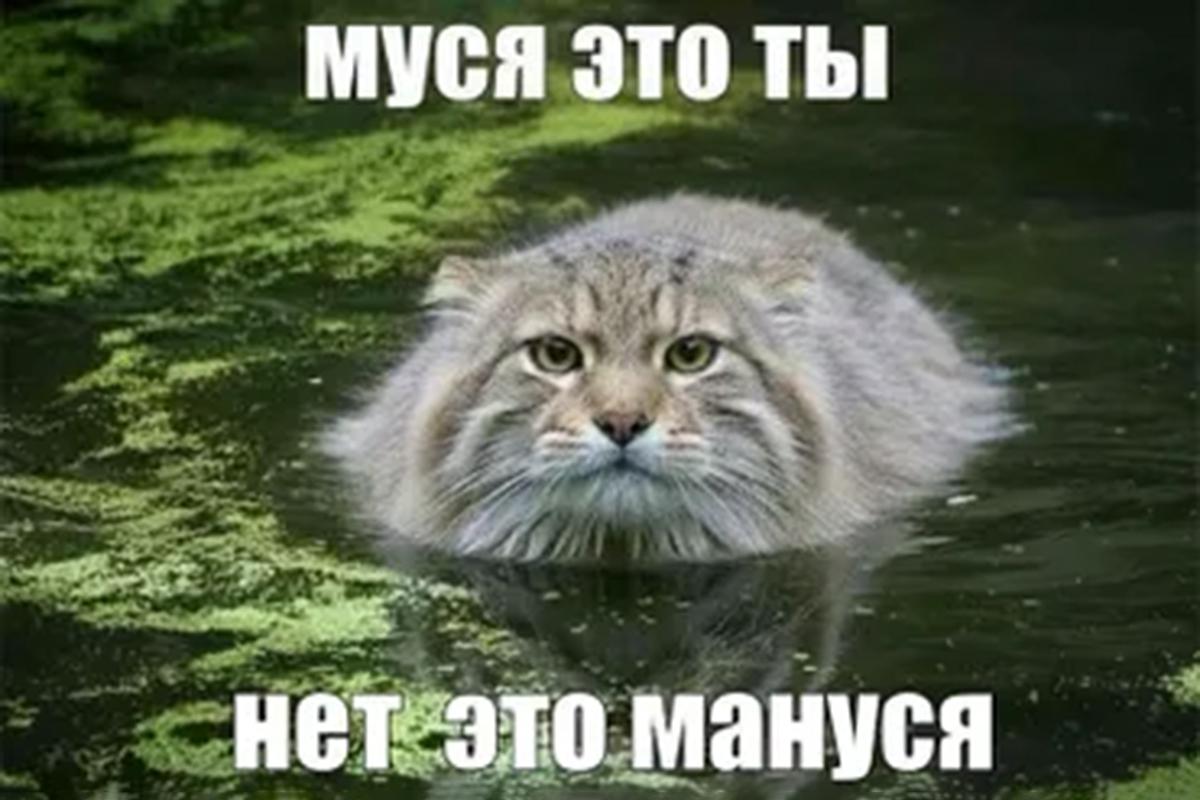 «Это не Муся, а Мануся» — вариант на созвучии с манулом
