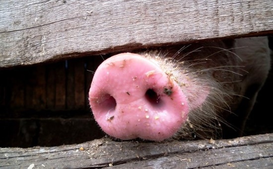 В Татарстане из-за угрозы распространения АЧС уничтожили около 500 свиней
