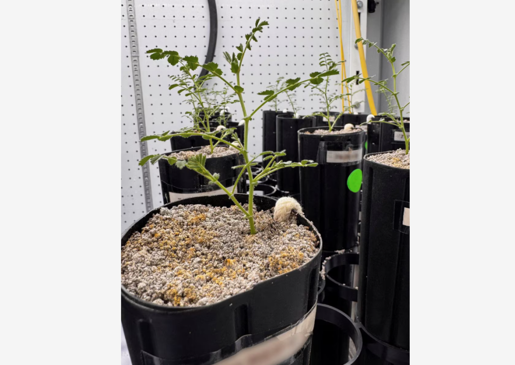 Урожай нута

