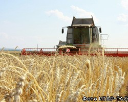 Урожай зерновых в России может упасть ниже 85 млн т