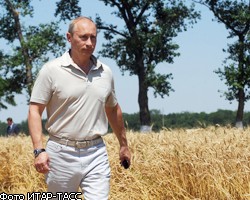 Власти РФ могут ввести заградительные пошлины на экспорт зерна