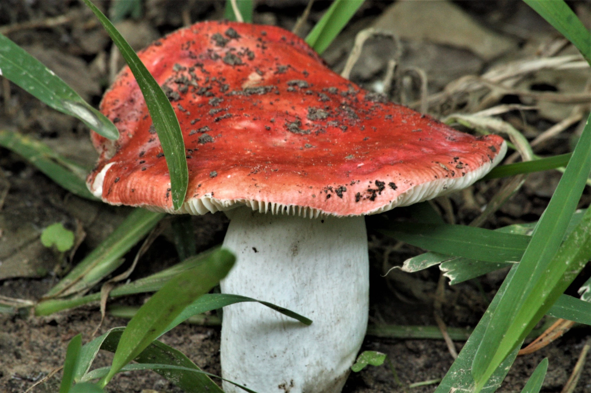 Съедобные пластинчатые грибы - фото и картинки: 73 штук
