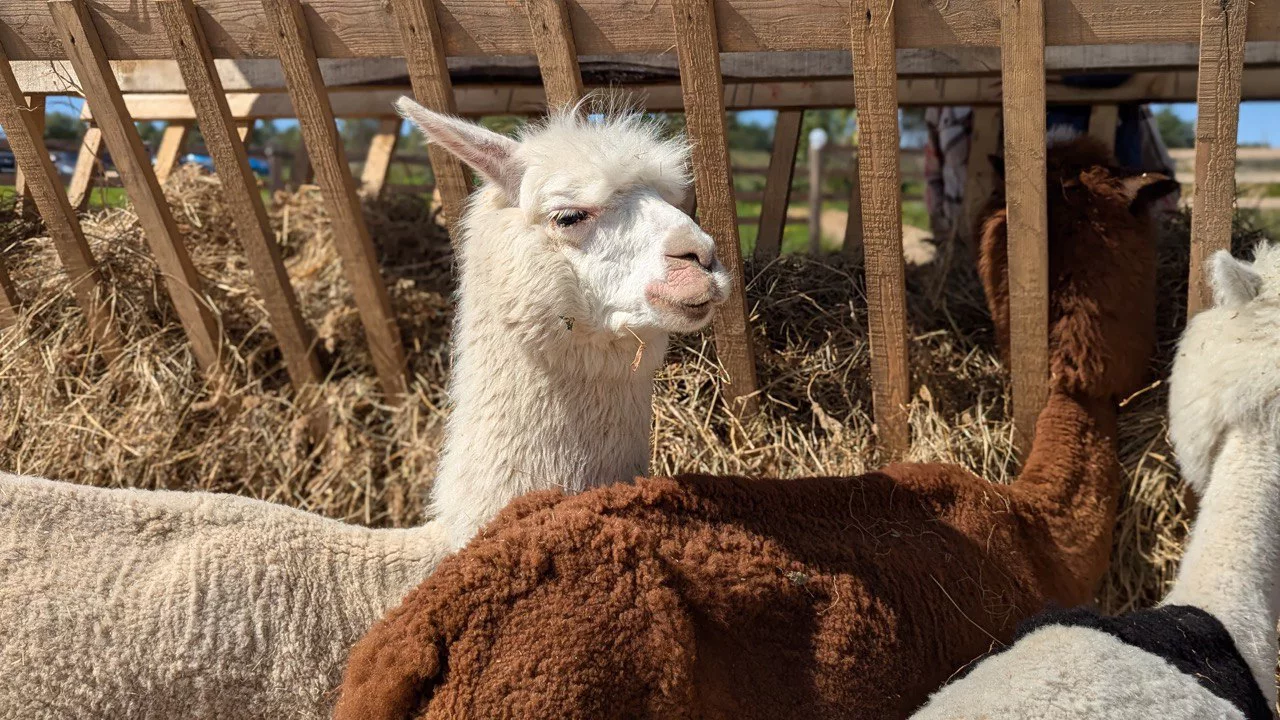 РБК Приморье