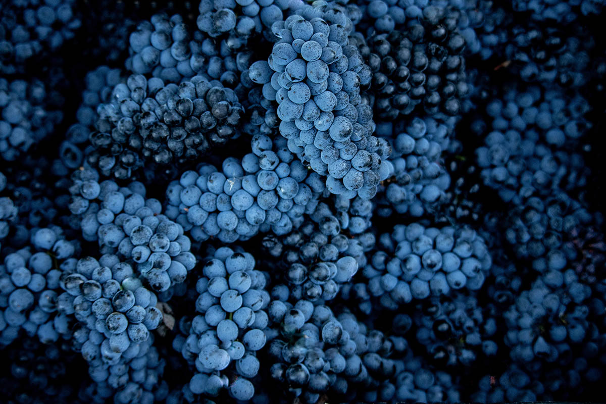 На вторую субботу октября приходится День пинотажа