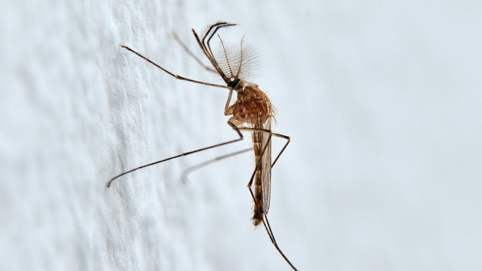 Комар вида Culiseta annulata