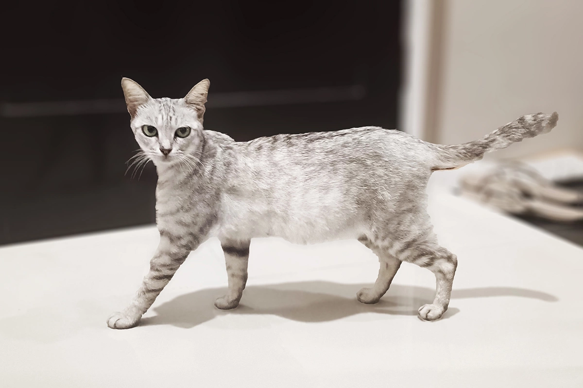 Австралийский дымчатый мист