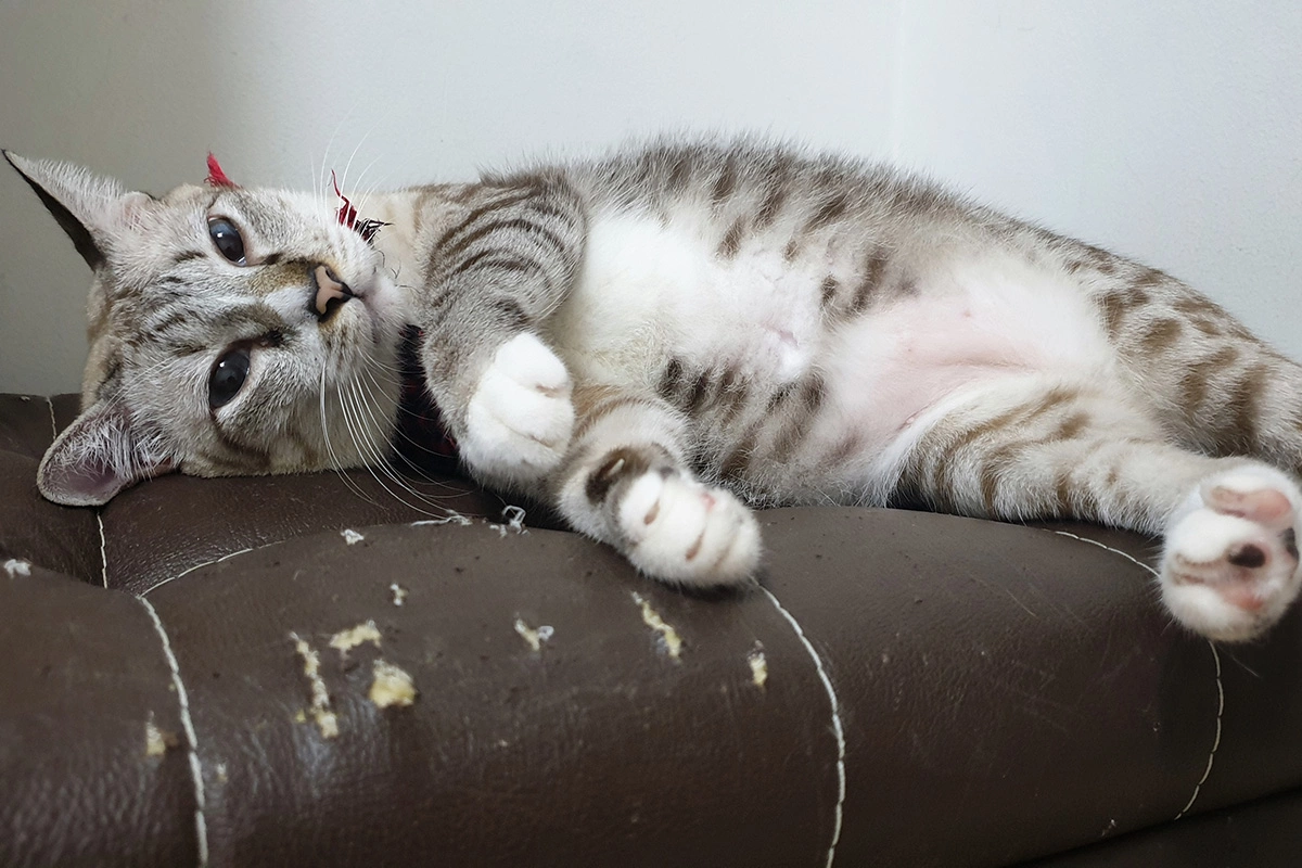 Кошки оставляют «метки» при помощи желез на лапах для обозначения своей территории, но мебель может от этого процесса пострадать