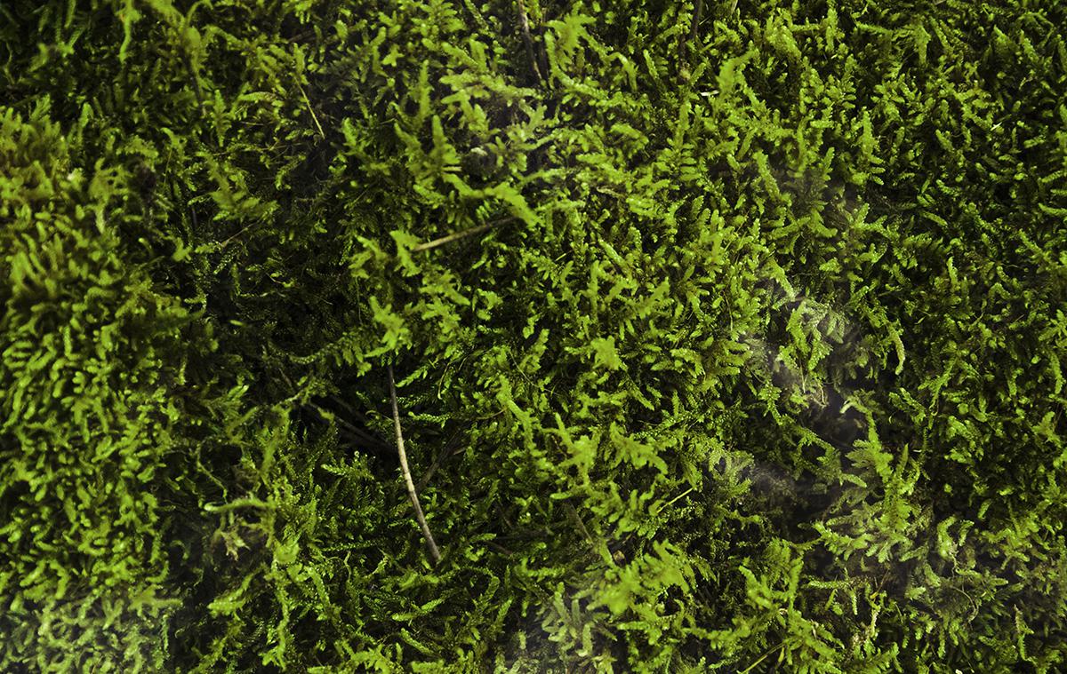 Как избавиться ото мха в теплице: 5 эффективных способов