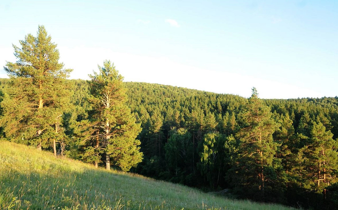 Минлесхоз РБ